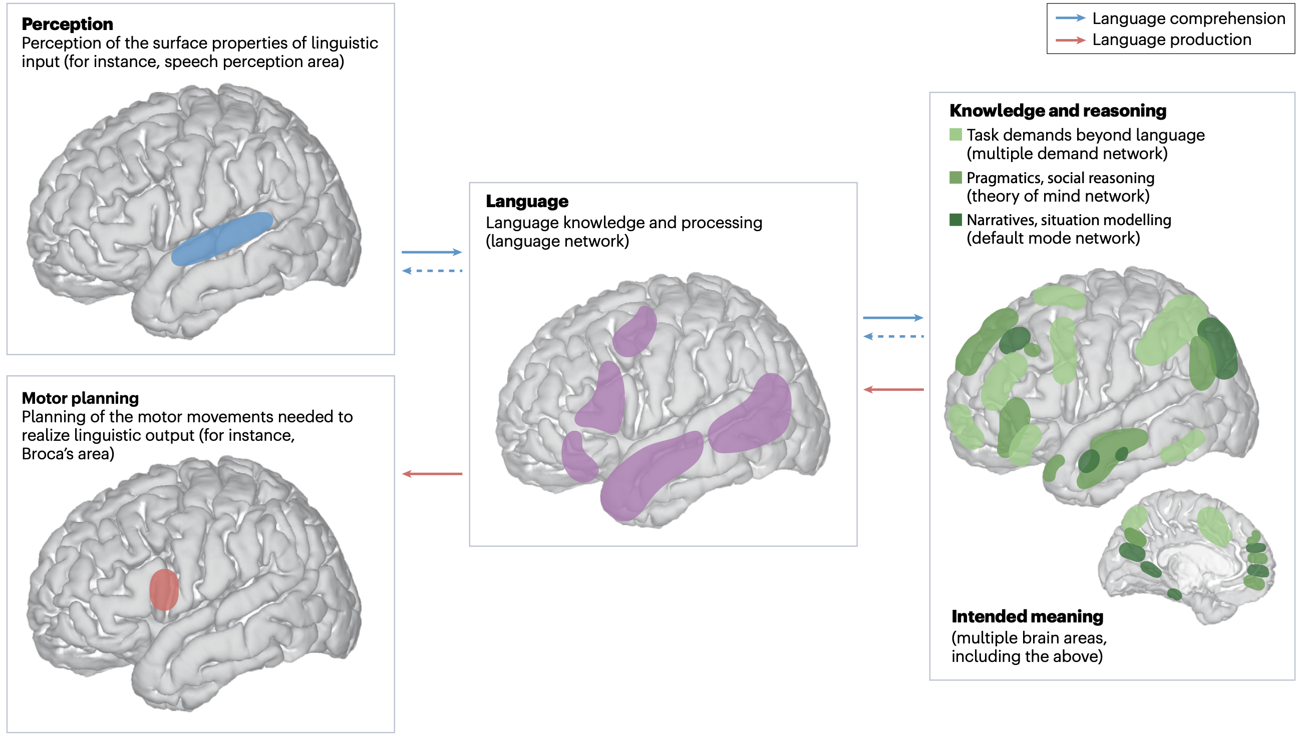 The Human Language Network